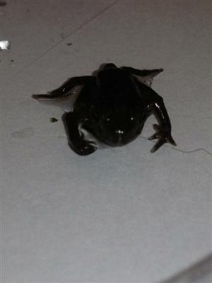 toad 